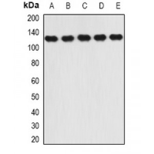 LifeSab™ RANBP5 Rabbit pAb (50 µl)