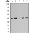 LifeSab™ Importin alpha 1 Rabbit pAb (50 µl)