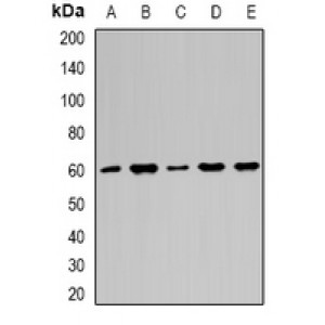 LifeSab™ Importin alpha 1 Rabbit pAb (50 µl)
