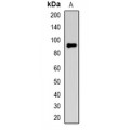 LifeSab™ NRAGE Rabbit pAb (50 µl)