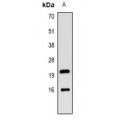 LifeSab™ LC3B Rabbit pAb (50 µl)
