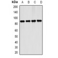 LifeSab™ ERK5 Rabbit pAb (50 µl)