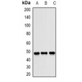 LifeSab™ JNK1 Rabbit pAb (50 µl)