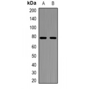 LifeSab™ NFAT2 Rabbit pAb (50 µl)