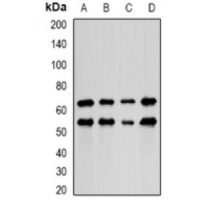 LifeSab™ LIM Rabbit pAb (50 µl)