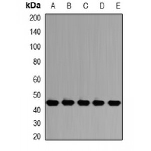 LifeSab™ PSMD13 Rabbit pAb (50 µl)