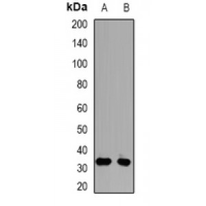 LifeSab™ PSMD9 Rabbit pAb (50 µl)