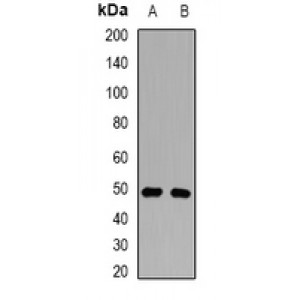 LifeSab™ TC-PTP Rabbit pAb (50 µl)