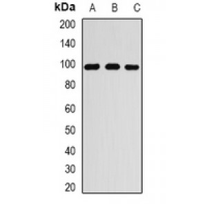 LifeSab™ RANGAP1 Rabbit pAb (50 µl)