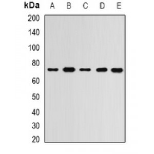 LifeSab™ RBBP5 Rabbit pAb (50 µl)