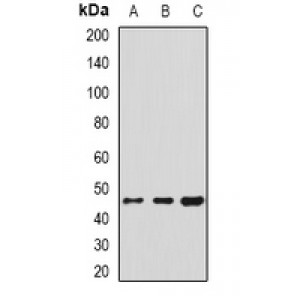 LifeSab™ HSP47 Rabbit pAb (50 µl)