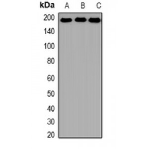 LifeSab™ BRG1 Rabbit pAb (50 µl)