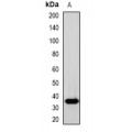 LifeSab™ SOX2 Rabbit pAb (50 µl)