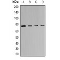LifeSab™ SRPK1 Rabbit pAb (50 µl)