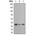 LifeSab™ TARDBP Rabbit pAb (50 µl)