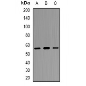 LifeSab™ Thymopoietin Rabbit pAb (50 µl)