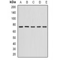 LifeSab™ STS-1 Rabbit pAb (50 µl)