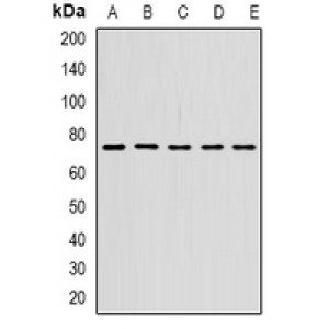 LifeSab™ STS-1 Rabbit pAb (50 µl)