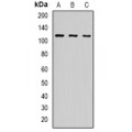 LifeSab™ p115 Rabbit pAb (50 µl)