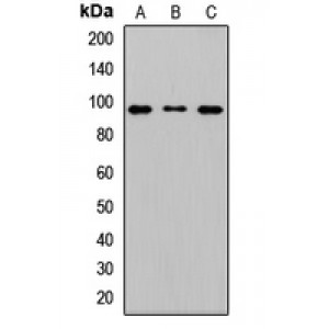 LifeSab™ MAD1 Rabbit pAb (50 µl)
