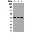 LifeSab™ TCP1 alpha Rabbit pAb (50 µl)