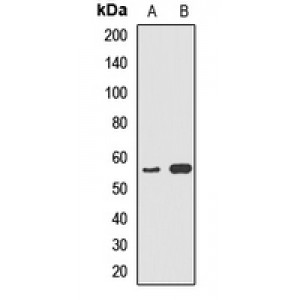 LifeSab™ Cytochrome P450 5A1 Rabbit pAb (50 µl)