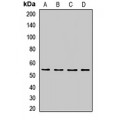 LifeSab™ CDC45 Rabbit pAb (50 µl)