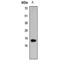 LifeSab™ Histone H3 (DiMethyl K4) Rabbit pAb (50 µl)