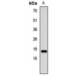 LifeSab™ Histone H3 (DiMethyl K79) Rabbit pAb (50 µl)