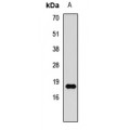 LifeSab™ Histone H3 (DiMethyl K79) Rabbit pAb (50 µl)