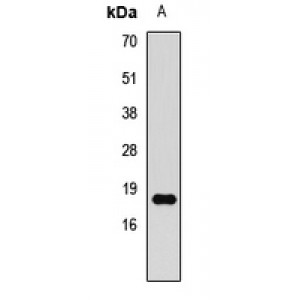 LifeSab™ Histone H3 (DiMethyl K79) Rabbit pAb (50 µl)