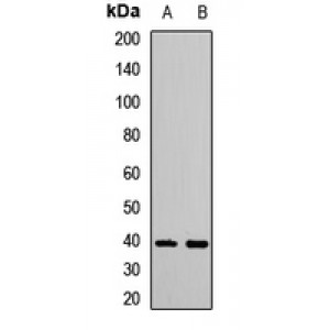 LifeSab™ IRF2 Rabbit pAb (50 µl)