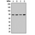 LifeSab™ DRP1 Rabbit pAb (50 µl)