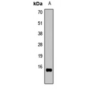 LifeSab™ Histone H3 (MonoMethyl R26) Rabbit pAb (50 µl)