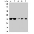 LifeSab™ EBP1 Rabbit pAb (50 µl)