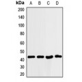 LifeSab™ ILF2 Rabbit pAb (50 µl)