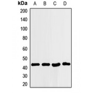 LifeSab™ ILF2 Rabbit pAb (50 µl)