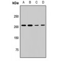 LifeSab™ MLL5 Rabbit pAb (50 µl)
