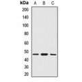 LifeSab™ SMYD5 Rabbit pAb (50 µl)