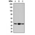 LifeSab™ BLZF1 Rabbit pAb (50 µl)