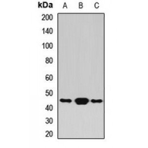 LifeSab™ BLZF1 Rabbit pAb (50 µl)