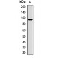 LifeSab™ eIF2C2 Rabbit pAb (50 µl)
