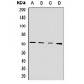 LifeSab™ HIRIP3 Rabbit pAb (50 µl)