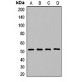 LifeSab™ COPS2 Rabbit pAb (50 µl)