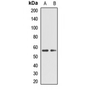 LifeSab™ TPH2 Rabbit pAb (50 µl)