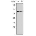 LifeSab™ C8orf79 Rabbit pAb (50 µl)