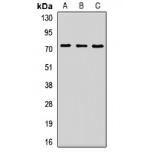 LifeSab™ ZNF264 Rabbit pAb (50 µl)