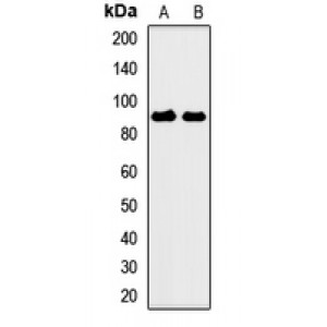 LifeSab™ CSRP2BP Rabbit pAb (50 µl)