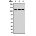 LifeSab™ CARD12 Rabbit pAb (50 µl)
