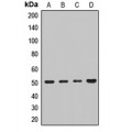 LifeSab™ IFRD1 Rabbit pAb (50 µl)